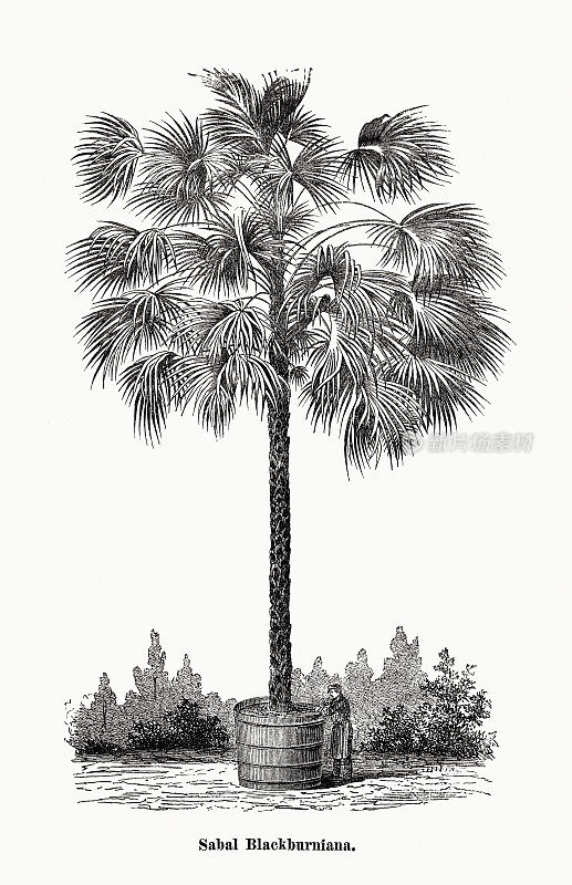 《Sabal palmetto》(Sabal Blackburniana)木版画，出版于1873年